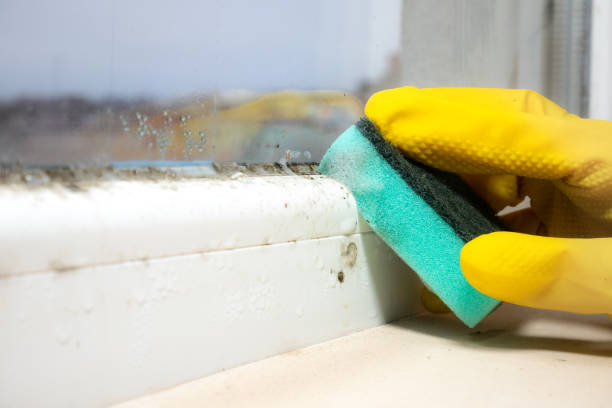 Best Bathroom Mold Remediation in La Follette, TN